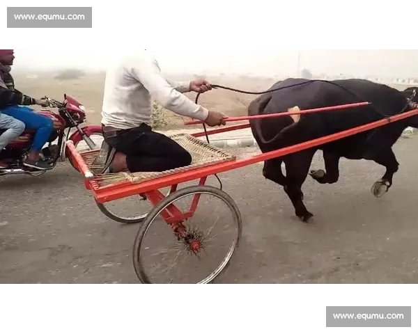 传统牛车竞速盛宴引领乡村文化复兴与现代竞技融合的全新潮流